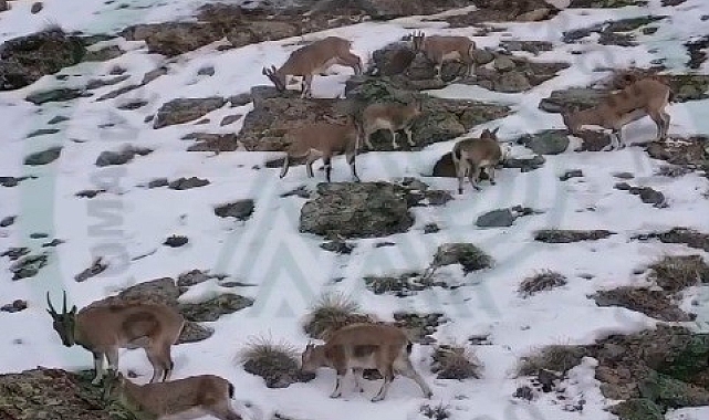 Erzincan&#039;ın Gizli Zengini: Karlı Dağlarda Dans Eden Dağ Keçileri