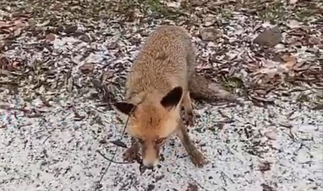 Erzurum&#039;da Hayvanlara İşkenceye Karşı Sıkı Mücadele