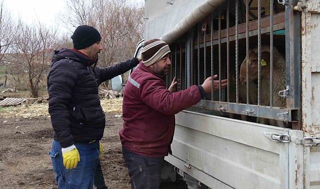 Eskişehir&#039;in Meşhur Kuzusu ve Cambazlık Mesleği