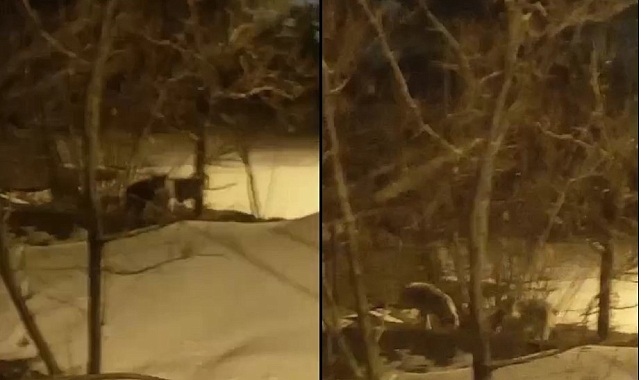 Hakkari&#039;de Kurt Sürüsü Yerleşim Alanına İndi: Vatandaşlar Tedirgin