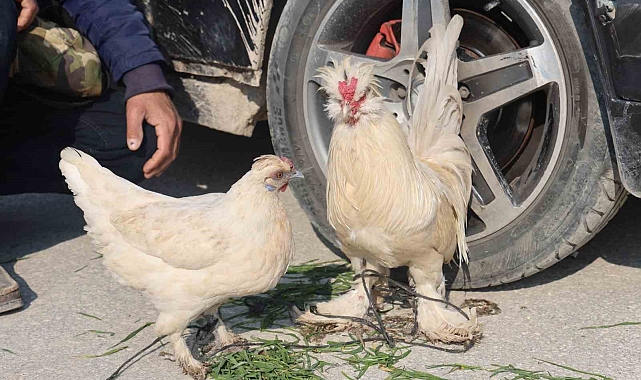 Hatay&#039;da İlginç Pazarlama Stratejisi: Araba Yanında Tavuk ve Horoz Satışı