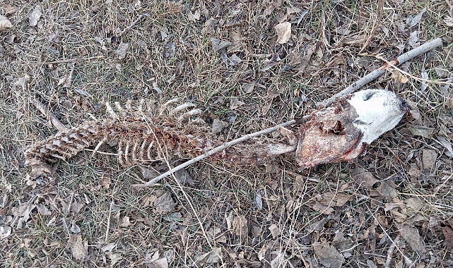 Iğdır&#039;da Aç Kurt Saldırısı: Melekli Beldesi&#039;nde Dehşet