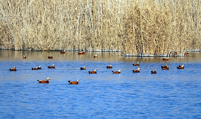 Iğdır&#039;da Angıt Kuşlarının Toplu Görüntüsü Büyüledi