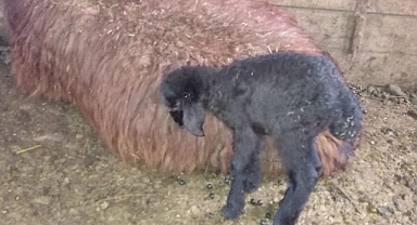 Iğdır'da anüsü olmayan kuzu dünyaya geldi!