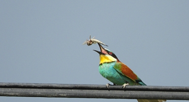 Iğdır'da Arı Kuşu Avlanırken Görüntülendi