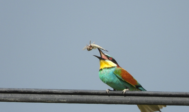 Iğdır&#039;da Arı Kuşu Avlanırken Görüntülendi