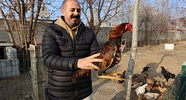 Iğdır'da Bir Antrenörün Hayvan Sevgisi: 60 Hint Horozu Besliyor