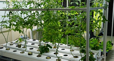 Iğdır'da Devrim Yaratan Tarım Sistemi: Topraksız Tarım Ar-Ge Ünitesi