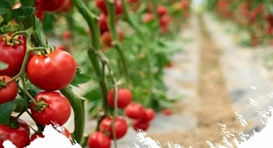 Iğdır'da Sera Yatırımına Destek! %50 Hibe İmkanı Son Başvuru 31 Ocak