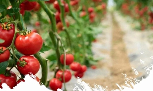 Iğdır&#039;da Sera Yatırımına Destek! %50 Hibe İmkanı Son Başvuru 31 Ocak