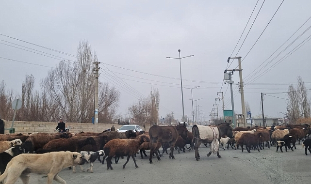 Iğdır&#039;ın İşlek Caddesinde Kontrolsüz Hayvan Sürüsü Trafiği Aksattı