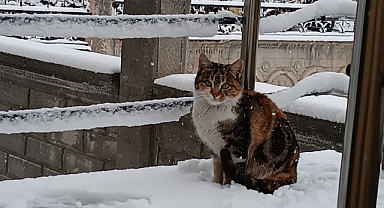 Iğdır'ın Sokak Dostları: Bir Yardım Çığlığı