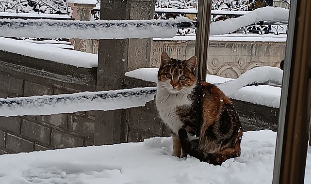 Iğdır&#039;ın Sokak Dostları: Bir Yardım Çığlığı