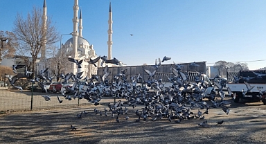 Iğdırlılar Güvercinleri Kış Aylarında Yalnız Bırakmıyor