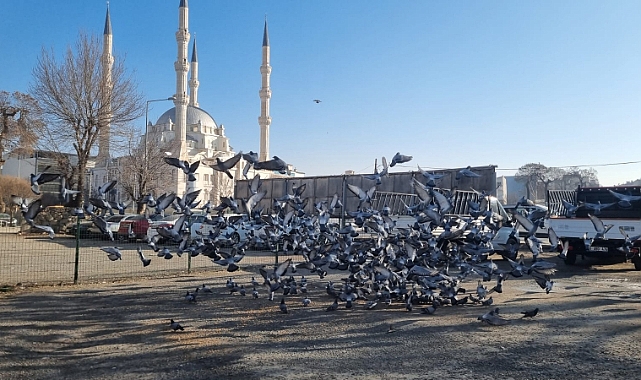 Iğdırlılar Güvercinleri Kış Aylarında Yalnız Bırakmıyor