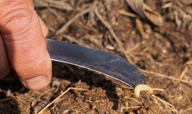 İzmir Büyükşehir Belediyesi, Kestane Kanserine Karşı Mücadelede Üreticinin Yanında