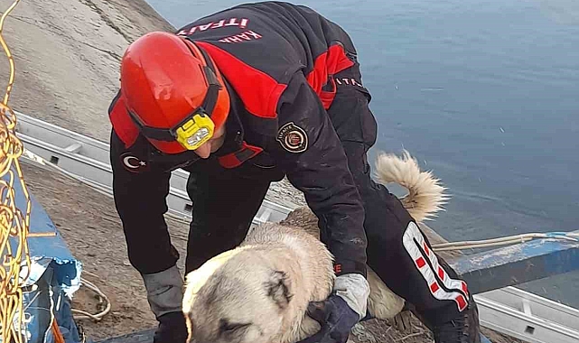Kahramanmaraş&#039;ta Hayata Tutunan Bir Can: Sulama Kanalından Kurtarılan Köpek
