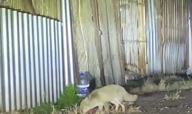 Karabük&#039;te Açlık Tehlikesi: Tilki ve Çakallar Şehir Merkezine İndi!