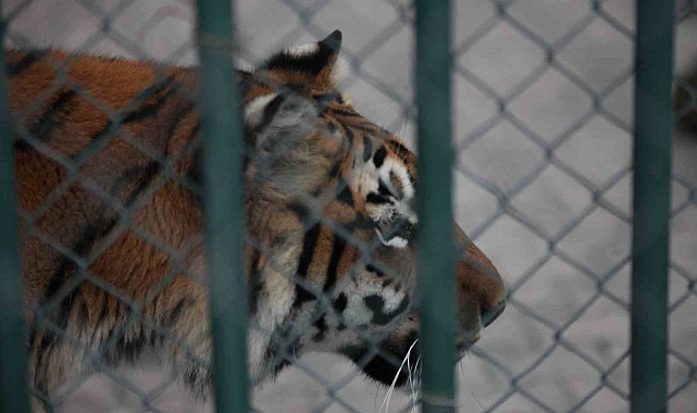 Karatay Hayvanat Bahçesi, Yaban Hayatına Umut Oldu