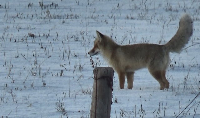 Kars&#039;ın Beyaz Kefeni Altında Açlığa Düşen Tİlkiler