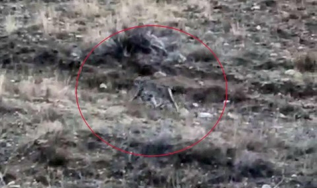 Kars&#039;ta Vaşak Kameraya Yakalandı!