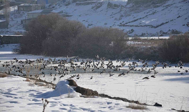 Kars&#039;ta Yaban Ördekleri Şöleni: Doğal Güzelliklerin Vitrini