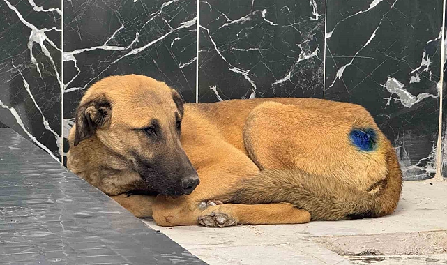 Kayseri&#039;de Sokak Köpeği Yeni Bir Hayata Başladı