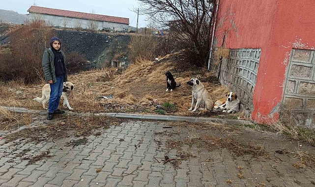 Köpekler ekmeği yedi, poşette kalanları başkasına götürdü