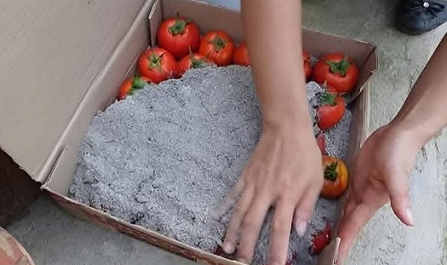 Külün Sihirli Dokunuşu: Kış Boyu Taze Domates!