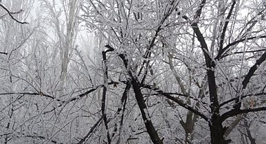 Malatya'da Sis Kayısı Üreticisini Tedirgin Ediyor: Üreticilere Önemli Uyarılar