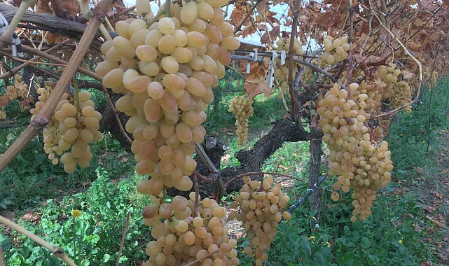 Manisa&#039;da 6 aydır üzüm hasadı devam ediyor