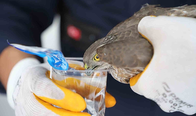 Mersin&#039;de İtfaiyecilerin Kahramanlığı: Bitkin Atmaca Yeniden Uçacak!