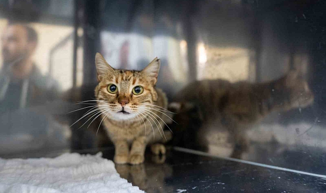 Mersin&#039;de Sokak Kedileri İçin Ücretsiz Kısırlaştırma Merkezi Açıldı