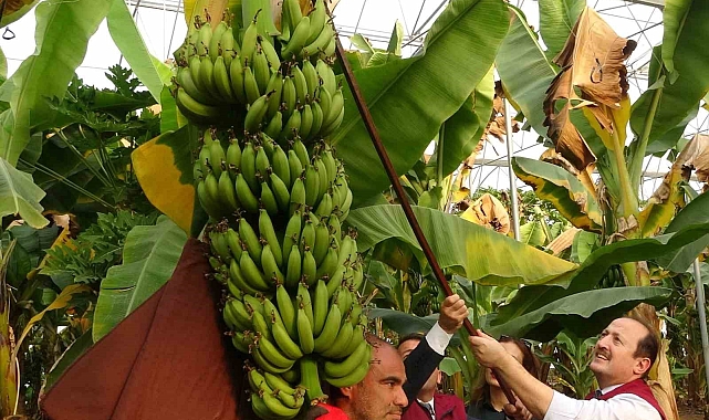 Mersin&#039;de Tarımda Devrim: Alata Enstitüsü&#039;nden 6 Yeni Çeşit!