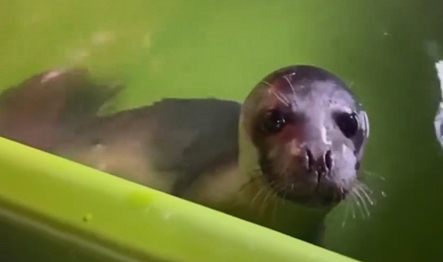 Mersin&#039;de Yaşam Buldu: Kurtarılan Yavru Akdeniz Foku &quot;Yağmur&quot; Doğasına Kavuştu