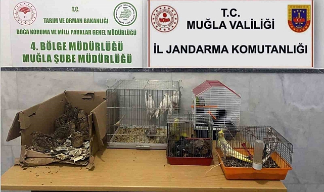 Muğla&#039;da Kaçak Hayvan Üretimi ve Satışı Operasyonu: 77 Bin TL Ceza