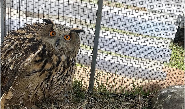 Nesli tehlike altında olan yaralı puhu kuşu tedaviye alındı