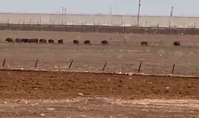 Nusaybin&#039;de Görüntülenen Domuz Sürüsü Vatandaşları Şaşırttı