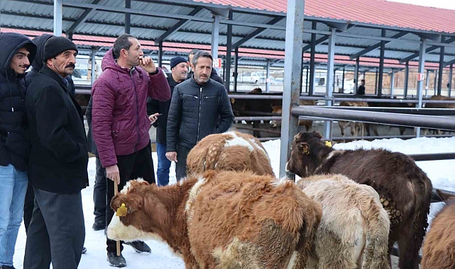 Oltu Canlı Hayvan Pazarı Yeniden Açıldı, Üreticiler Nefesi Ferahladı