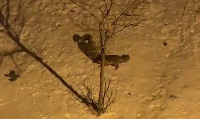 Palandöken&#039;de Tilkilerin Kar Keyfi