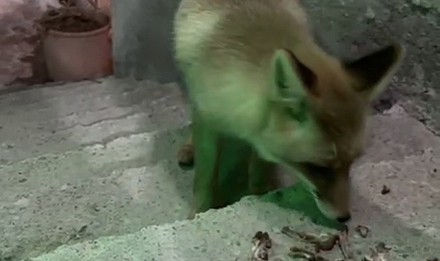 Rize&#039;de Sıcak Karşılama: Tilkiyi Evine Davet Eden Vatandaşlar