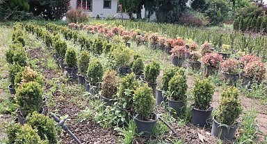 Samsun Yeşiliyle Parlıyor: Milyonlarca Fidanla Geleceğe Umut Aşılanıyor