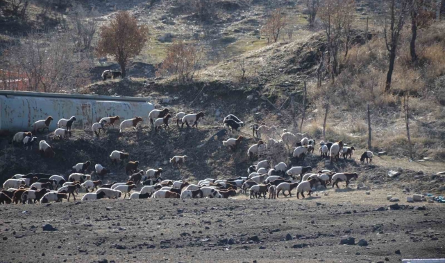 Şırnaklı konargöçer besiciler bereketli bir dönem geçiriyor