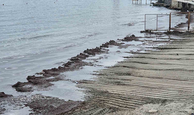 Süleymanpaşa Kıyılarında Kızıl Yosun İstilası: Koku ve Görüntü Kirliliği
