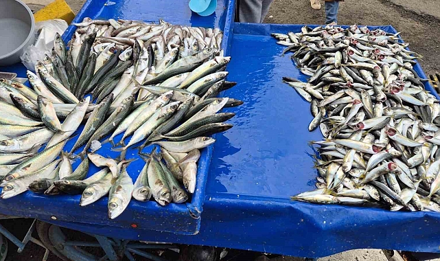 Tekirdağ&#039;da Taze Balık Talebi Artıyor: Uskumru, İstavrit ve Mezgit 100 TL&#039;den Satılıyor