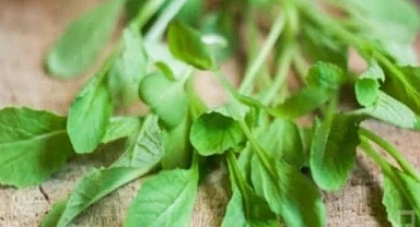 Terenin Akciğerlere Faydaları: Doğal Temizleyici ve Koruyucu