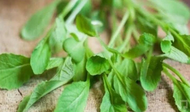 Terenin Akciğerlere Faydaları: Doğal Temizleyici ve Koruyucu