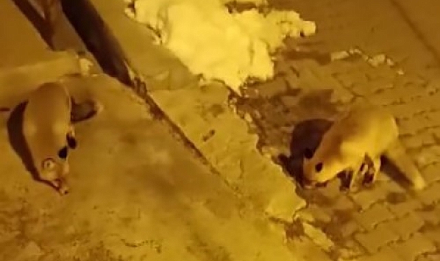 Tunceli&#039;de İlginç Bir Manzara: Sokak Kedileriyle Tİlkilerin &#039;Mama Kavgası&#039;