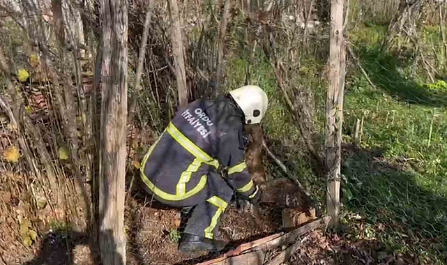 Ünye&#039;de Kümeste Mahsur Kalan Doğan İtfaiye Ekipleri Tarafından Kurtarıldı