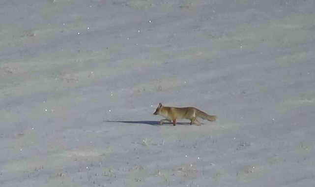 Van&#039;da Aç Kalan Tİlkiler Yerleşim Yerlerine İndi